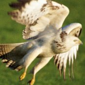 Unser Bussard fliegt
